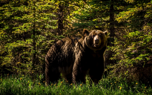 Большой бурый медведь в тайге