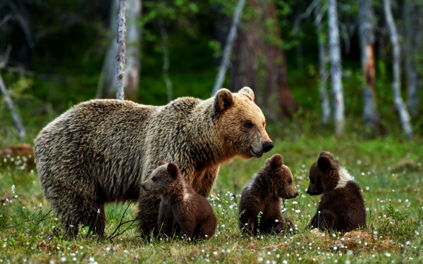 Медведица и три медвежонка на лесной поляне