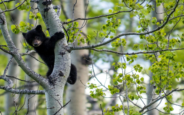 Медвежонок забрался на дерево