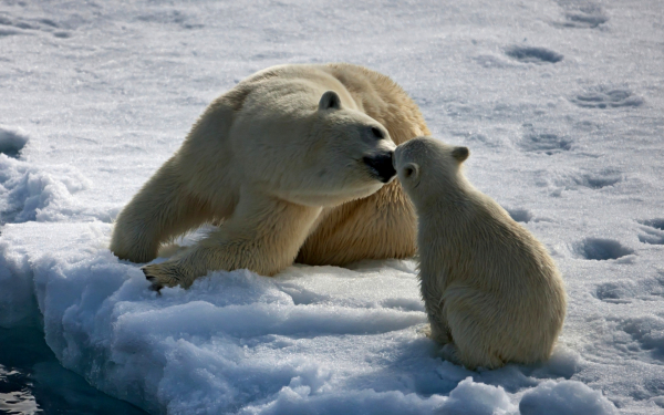 Медвежья нежность