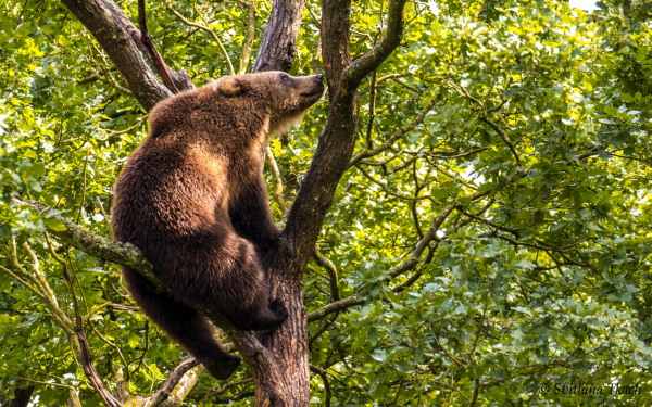 Мишка на дереве
