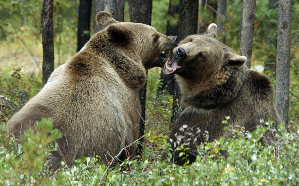 Медведи в лесу