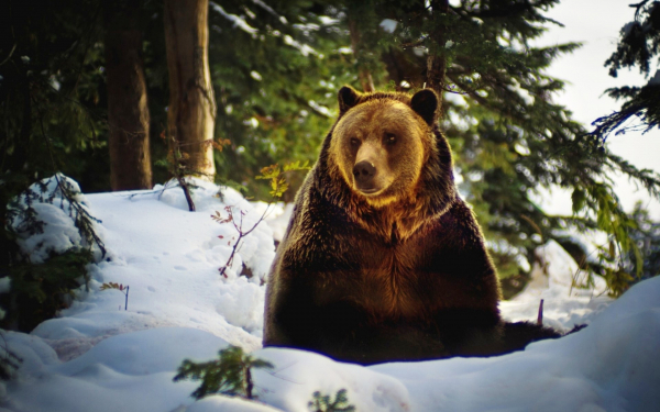 Медведь у берлоги