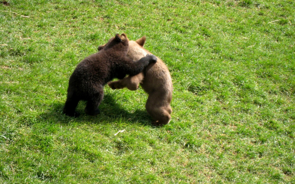 Медвежата играют на поляне