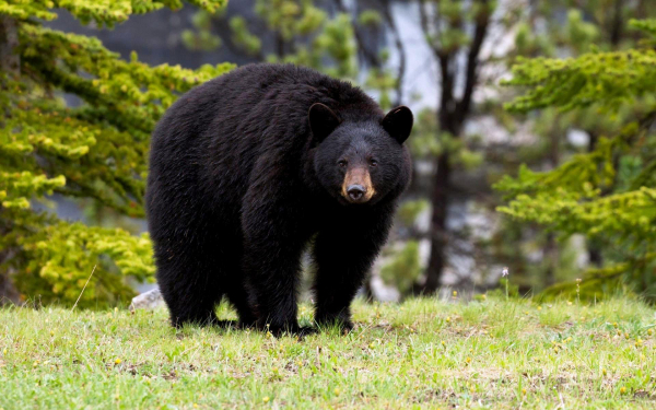 Американский медведь