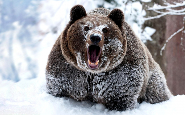 Медведь шатун