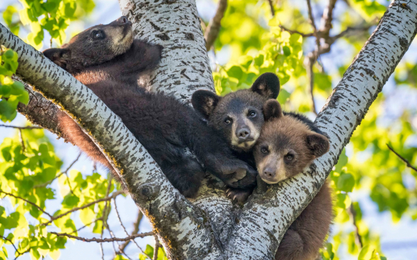 Три медвежонка на дереве
