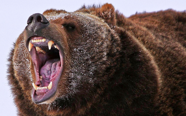 Хозяин тайги сердится