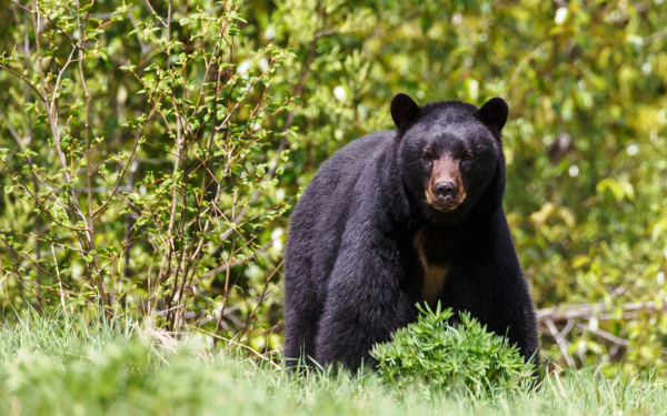 Черный медведь на опушке леса