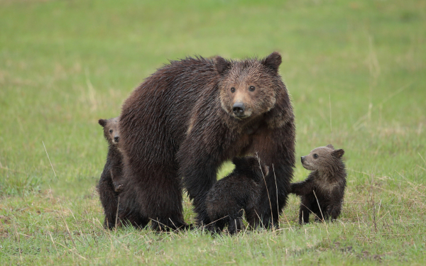 Медведица и медвежата на поляне