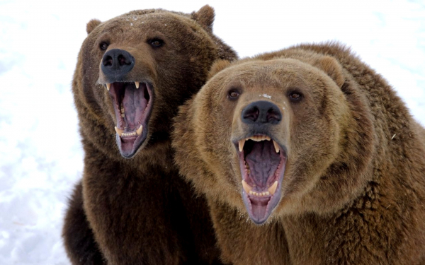 Медвежий дуэт