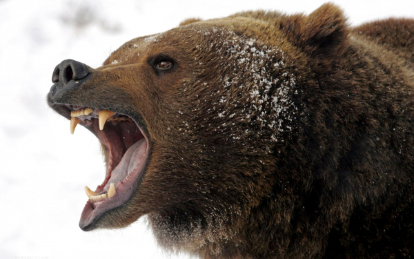 Свирепый медведь