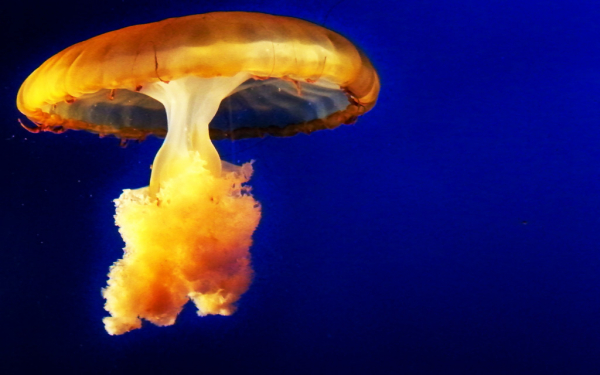 Медуза гриб