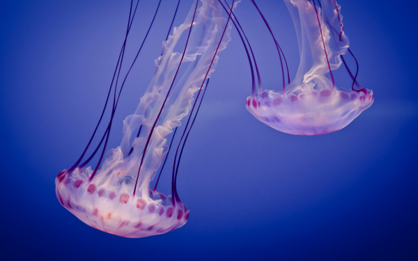 Две медузы