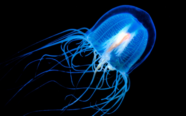 Голубая медуза