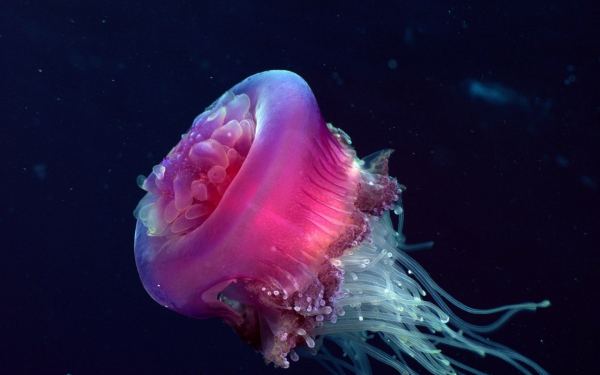 Розовая медуза