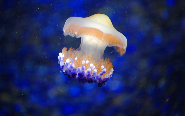 Похожая на гриб медуза