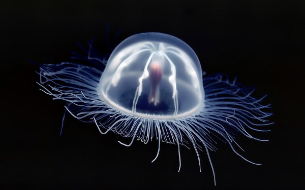 Светящаяся медуза