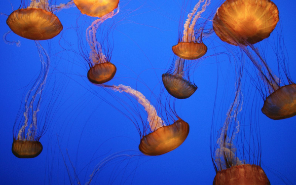 Желтые медузы