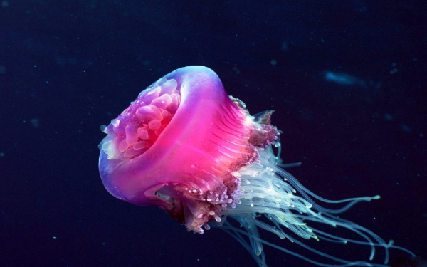 Розовая медуза