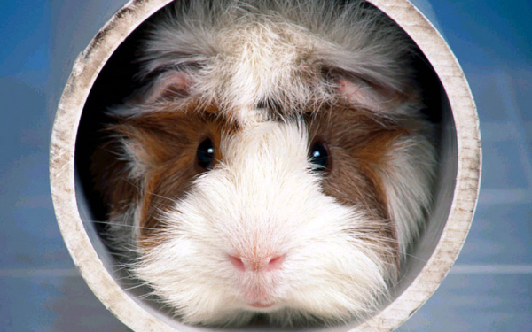 Свинка в домике