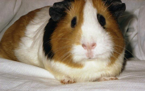 Удивленная свинка