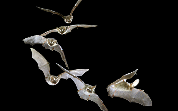 Летучие мыши