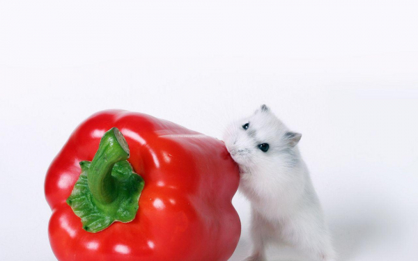 Белая мышь с перцем