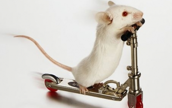 Мышь на самокате