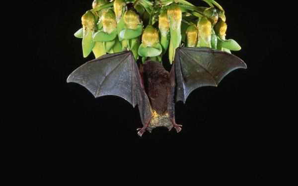 Летучая мышь на цветах