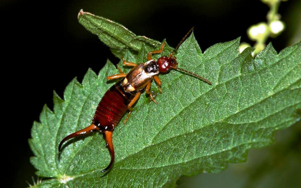 Двухвостка