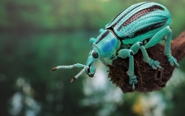 Жук долгоносик