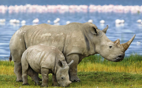 Носорог с детенышем