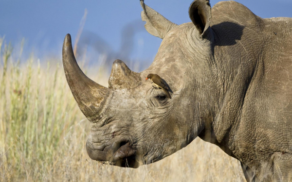 Голова носорога