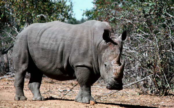 Крупный носорог