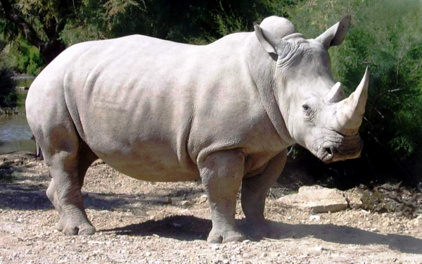 Белый носорог