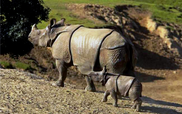 Индийский носорог с детенышем