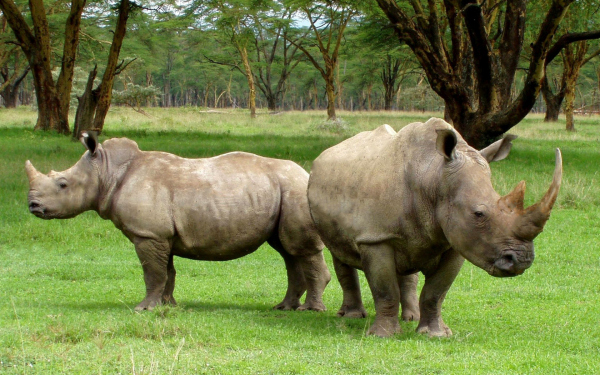 Носороги на поляне