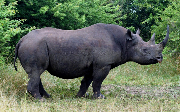 Черный носорог