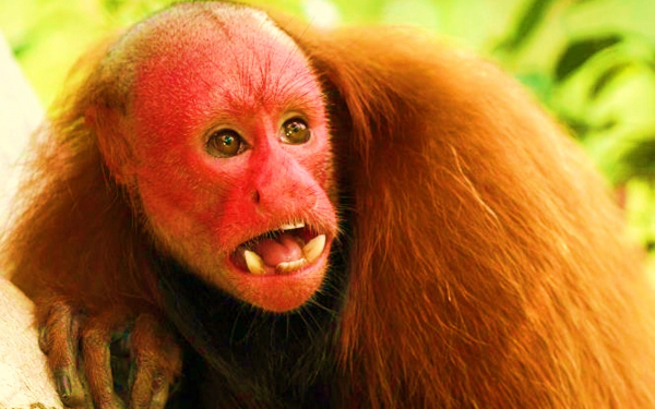 Лысый уакари