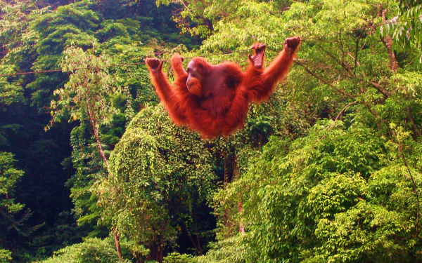 Орангутанг канатоходец