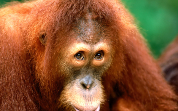 Самка орангутанга