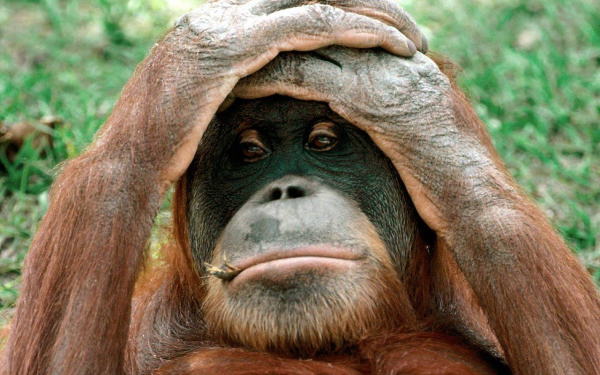 Задумчивая обезьяна