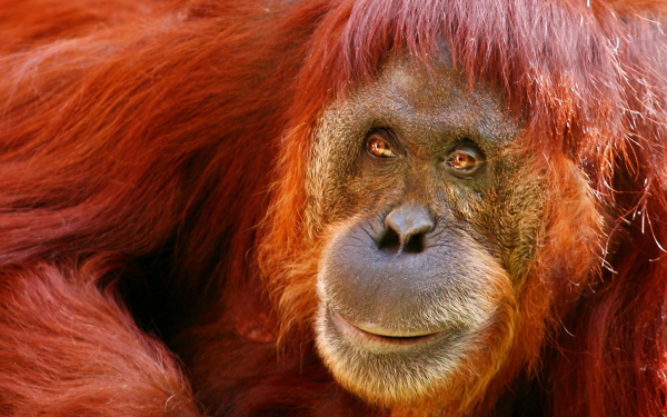 Добродушная обезьяна