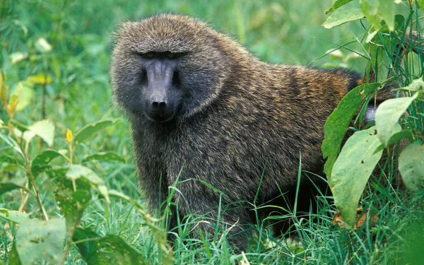Бабуин в траве
