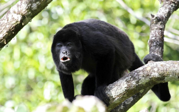 Обезьяна ревун