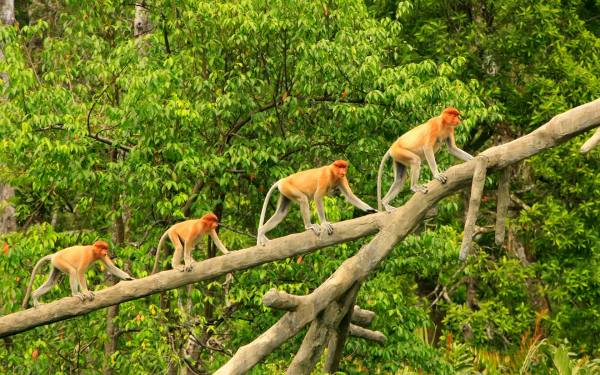 Обезьяны на дереве