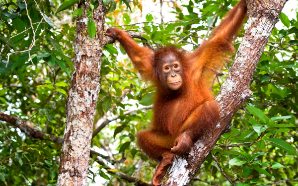 Орангутан