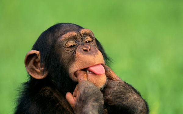 Шимпанзе