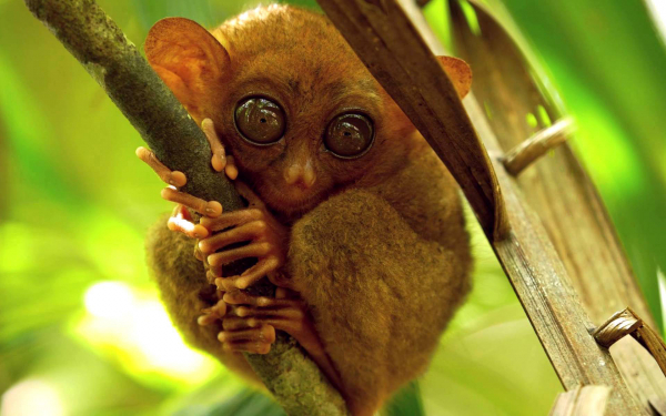 Филиппинский долгопят